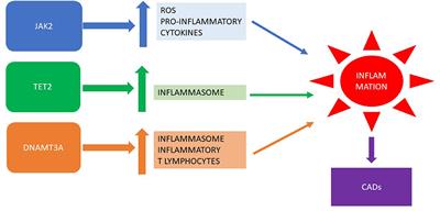 Frontiers | philadelphia chromosome-negative myeloproliferative chronic